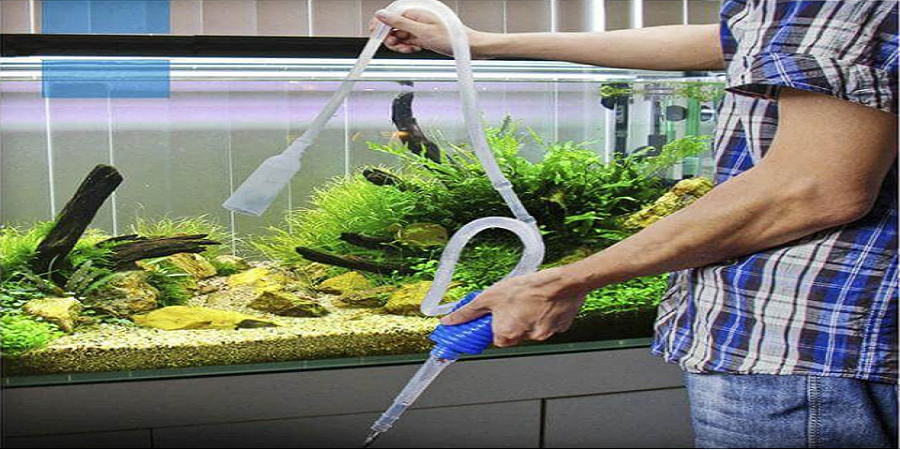 Créer son aquarium d'eau douce en 10 étapes