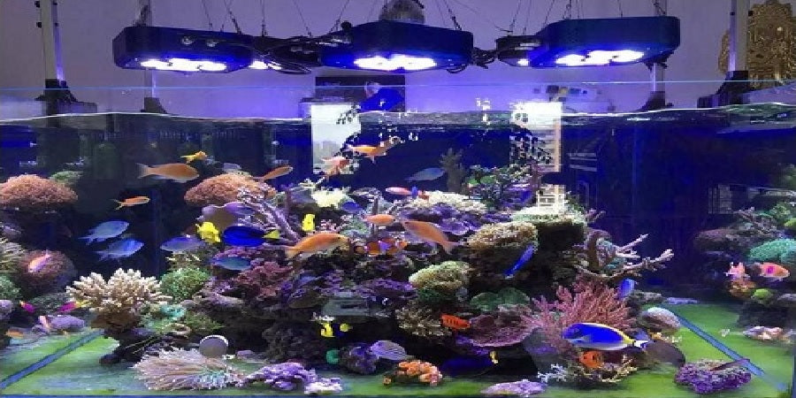 Poissons d'aquarium artificiels qui brillent dans la nuit, poisson
