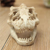 Déco crâne de Tyrannosaure - Mes petits poissons