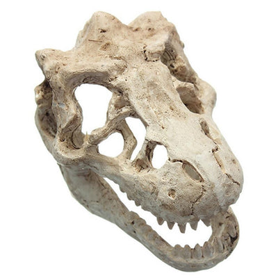 Déco crâne de Tyrannosaure - Mes petits poissons