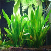 Déco Echinodorus Artificiel pour Aquarium - Mes petits poissons